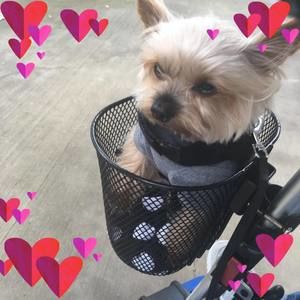 Meet your Posher, Debbie